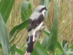 Lanius excubitoroides