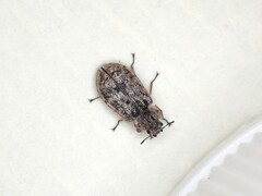 Grynoma