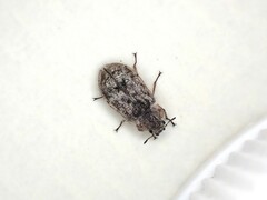 Grynoma
