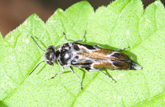 Glipa hilaris