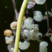 Dendrocnide meyeniana - Photo (c) Liu JimFood, μερικά δικαιώματα διατηρούνται (CC BY-NC), uploaded by Liu JimFood