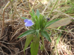 Blepharis tenuiramea