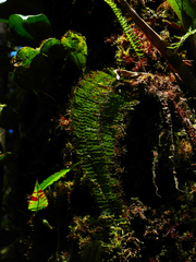 Trichomanes cristatum