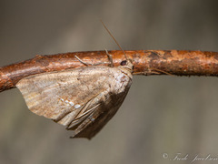 Hypsoropha hormos