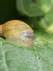 Succineinae