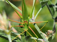 Acrometopa macropoda