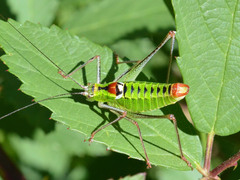 Poecilimon thoracicus