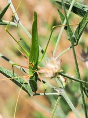 Acrometopa macropoda