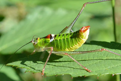 Poecilimon thoracicus