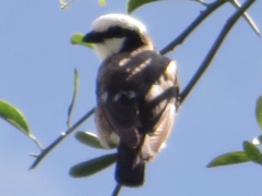 Eurocephalus ruppelli