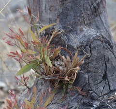 Eucalyptus camaldulensis
