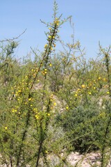 Vachellia vernicosa