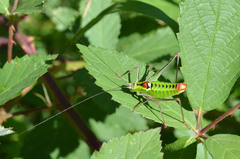 Poecilimon thoracicus