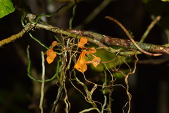 Microcoelia gilpiniae image