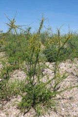 Vachellia vernicosa