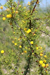 Vachellia vernicosa