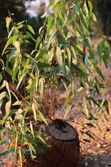 Eucalyptus camaldulensis