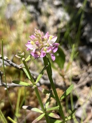 Polygala brevifolia