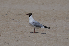 Chroicocephalus ridibundus