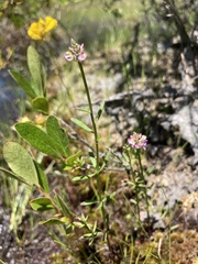 Polygala brevifolia