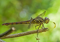 Orthemis biolleyi