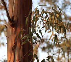 Eucalyptus camaldulensis