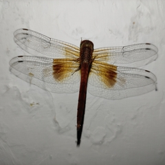 Tholymis tillarga