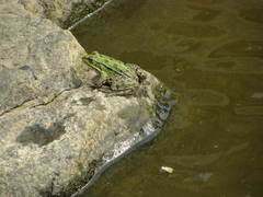 Pelophylax bedriagae