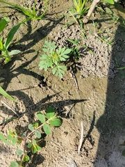 Leucospora multifida