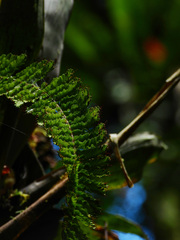 Trichomanes cristatum