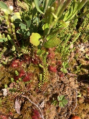 Drosera rotundifolia