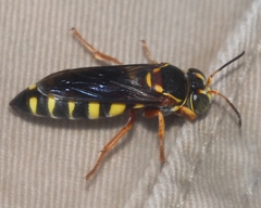 Bicyrtes insidiatrix