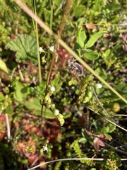 Drosera rotundifolia