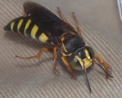 Bicyrtes insidiatrix