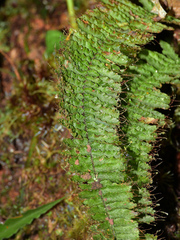 Trichomanes cristatum