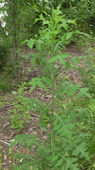 Lactuca canadensis