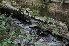 Perenniporia subacida image