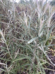 Pterocaulon virgatum