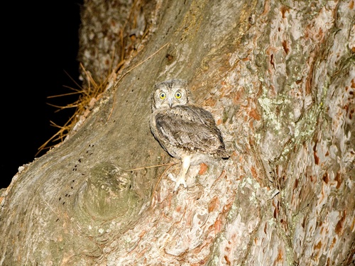 výrik lesný (Otus scops)