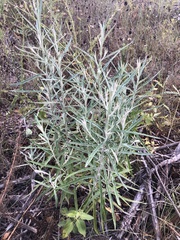 Pterocaulon virgatum