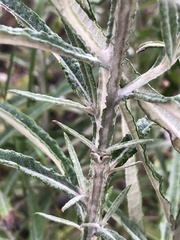 Pterocaulon virgatum