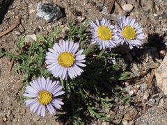 Erigeron pinnatisectus
