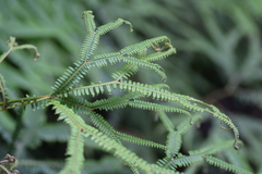 Sticherus flagellaris