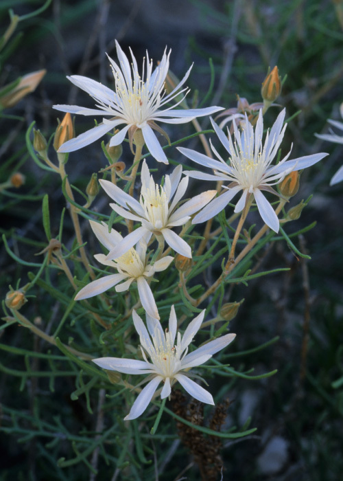 Mentzelia humilis