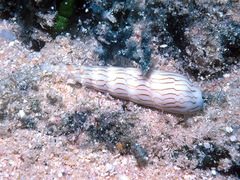 Hastula penicillata
