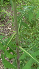Lactuca canadensis