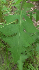 Lactuca canadensis