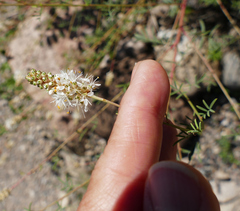 Dalea candida oligophylla