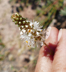 Dalea candida oligophylla