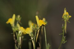 Linaria saxatilis